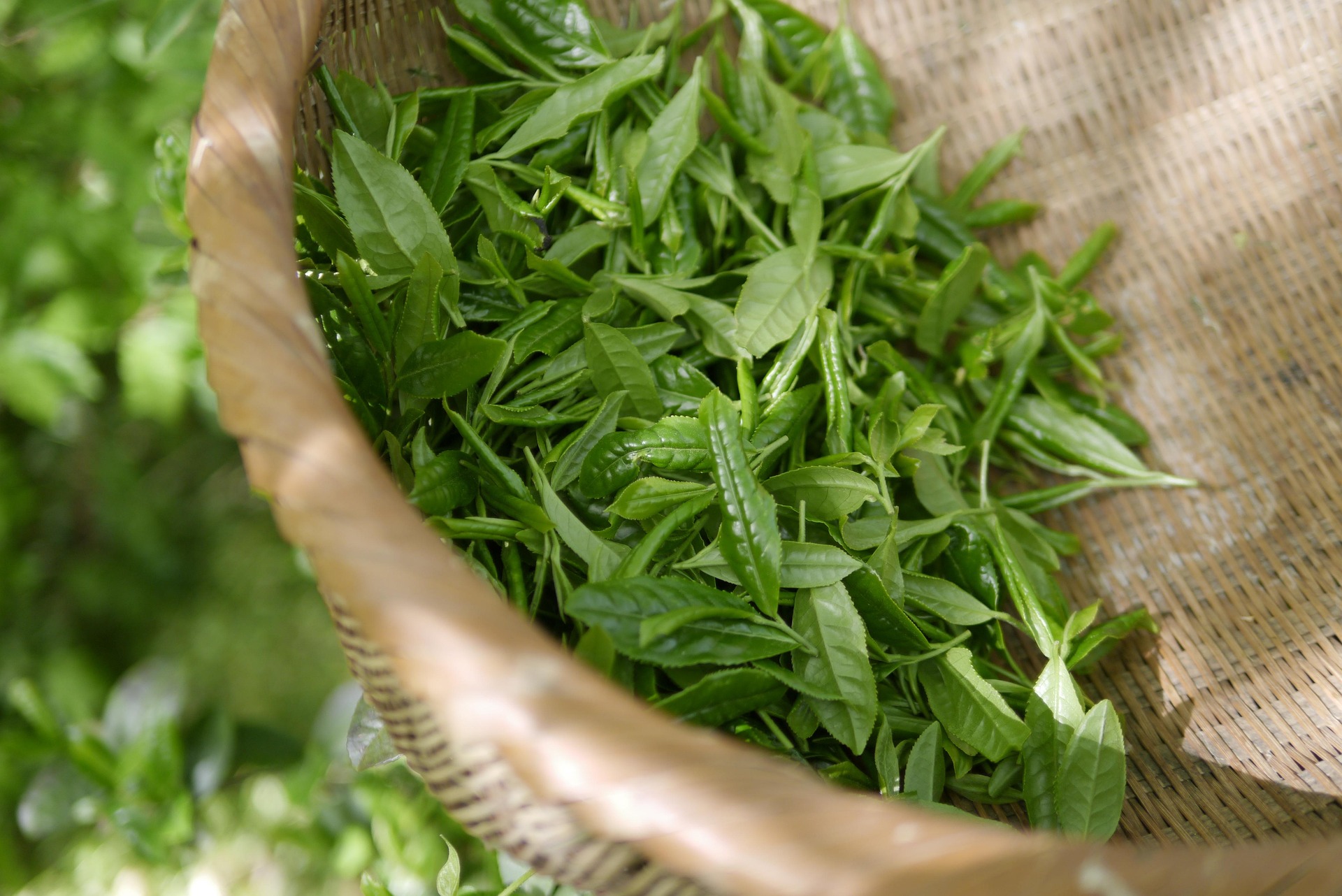 活酵红钻古茶纯萃因子