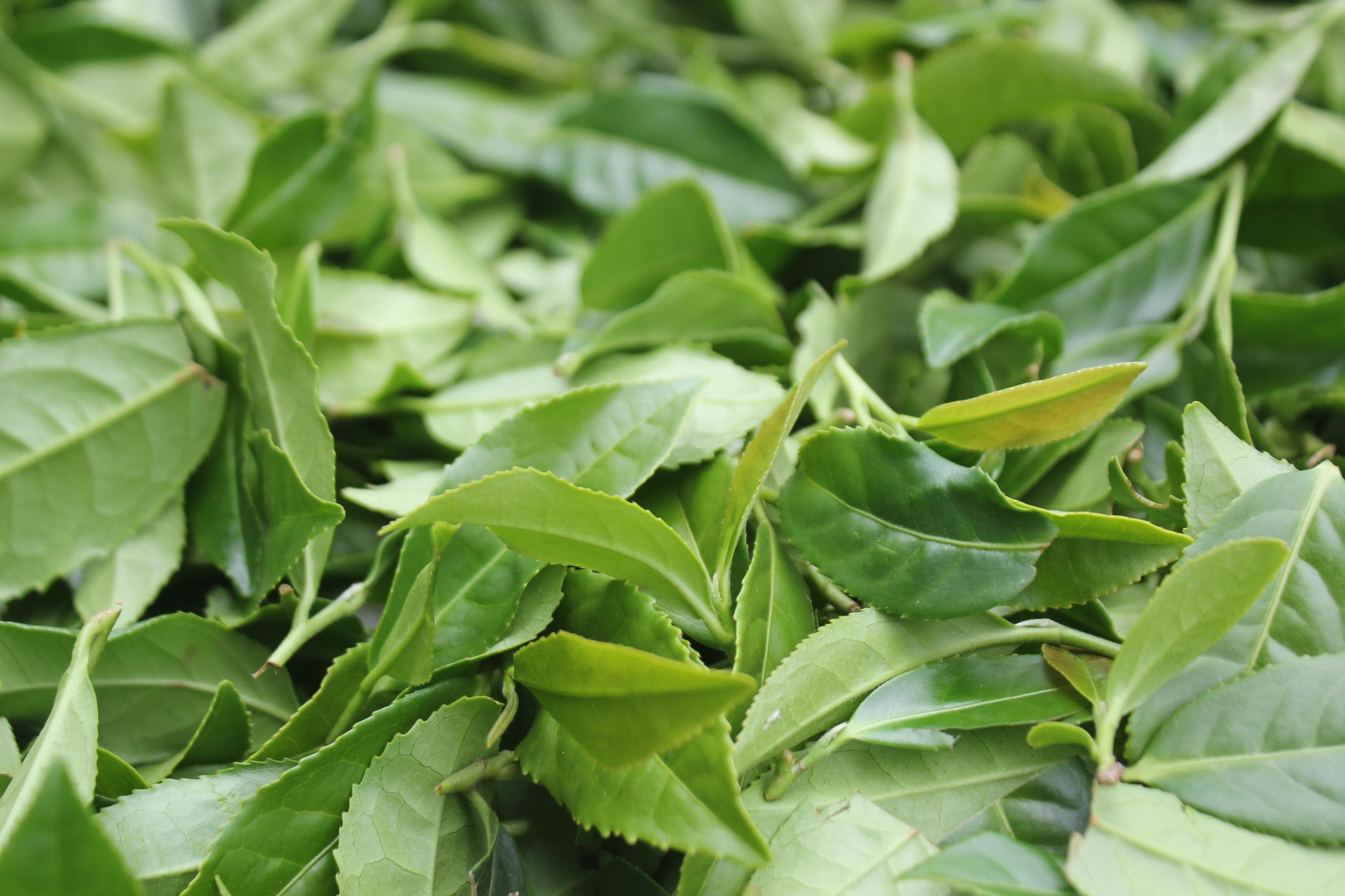 茶颜悦肤系列